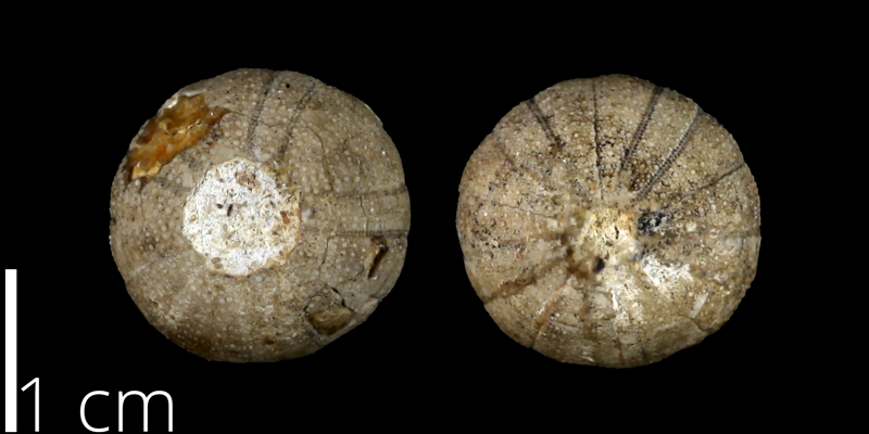 <i> Cottaldia rotula </i> from the Late Cretaceous of Travis County, Texas (UT 39034).