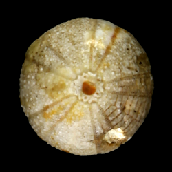 Cottaldia rotula