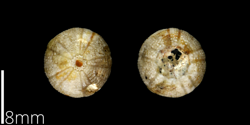 <i> Cottaldia rotula </i> from the Late Cretaceous of Travis County, Texas (UT 39037).