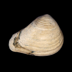 Crassatella vadosa