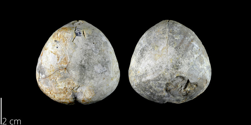 <i> Crassiholaster bexarensis </i> from the Late Cretaceous Austin Chalk of Bexar, Texas (NPL 82990).