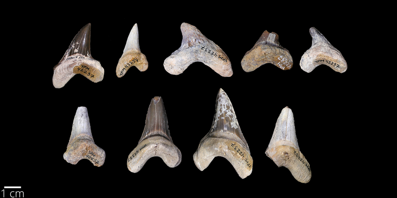 <i> Cretoxyrhina mantelli </i> from the Late Cretaceous Niobrara Fm. of Kansas (YPM 030235).