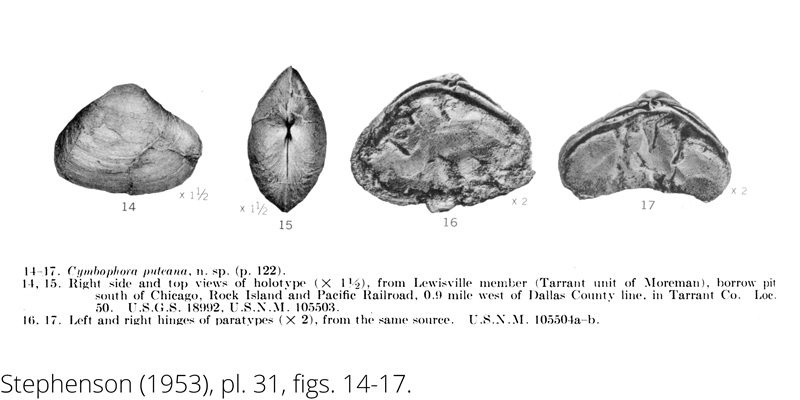 <i> Cymbophora puteana </i> from the Cenomanian Woodbine Fm. of Texas (Stephenson 1953).