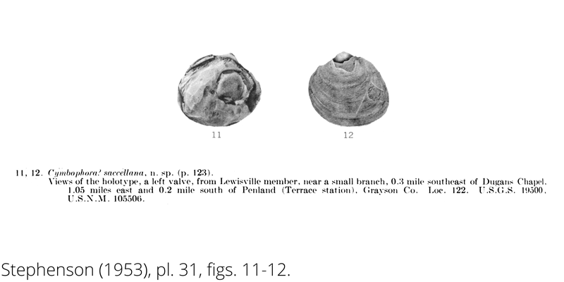 <i> Cymbophora saccellana </i> from the Cenomanian Woodbine Fm. of Texas (Stephenson 1953).