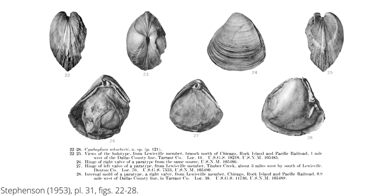 <i> Cymbophora schucherti </i> from the Cenomanian Woodbine Fm. of Texas (Stephenson 1953).