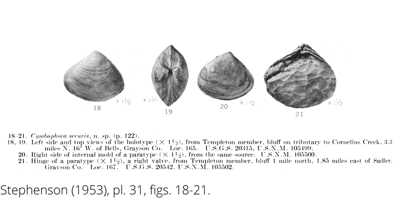 <i> Cymbophora securis </i> from the Cenomanian Woodbine Fm. of Texas (Stephenson 1953).