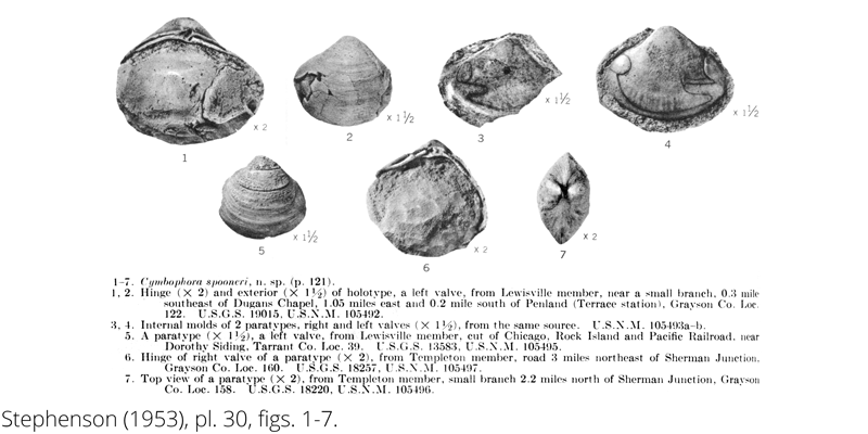 <i> Cymbophora spooneri </i> from the Cenomanian Woodbine Fm. of Texas (Stephenson 1953).