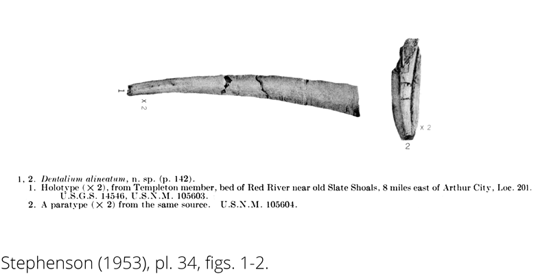 <i> Dentalium alineatum </i> from the Cenomanian Woodbine Fm. of Texas (Stephenson 1953).