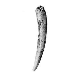 Dentalium minor