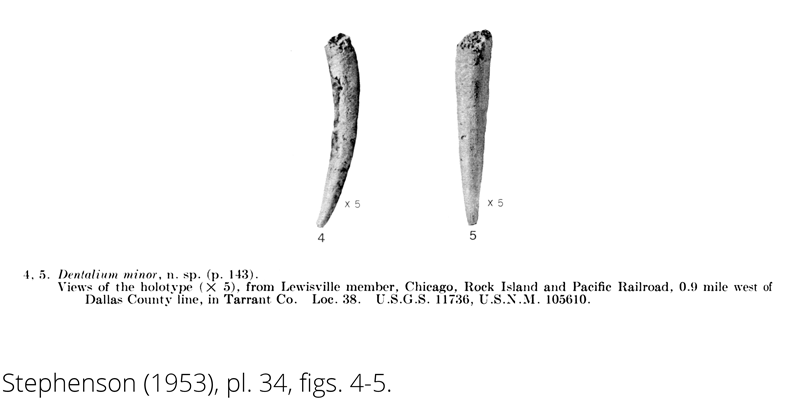 <i> Dentalium minor </i> from the Cenomanian Woodbine Fm. of Texas (Stephenson 1953).