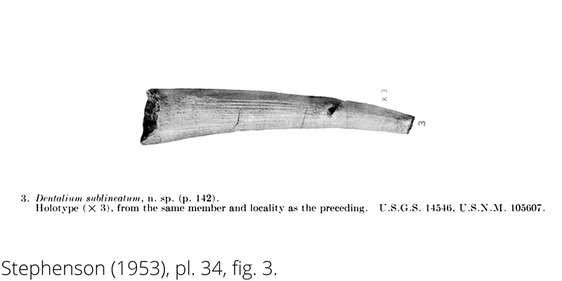 <i> Dentalium sublineatum </i> from the Cenomanian Woodbine Fm. of Texas (Stephenson 1953).