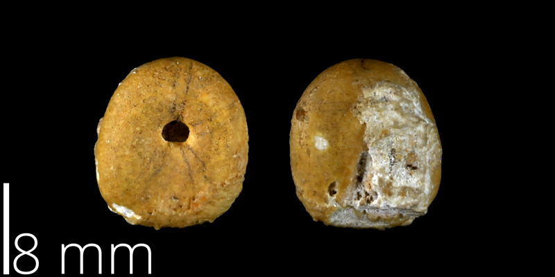 <i> Echinobrissus angustatus </i> from the Late Cretaceous Buda Limestone Fm. of Travis County, Texas (UT 39039).