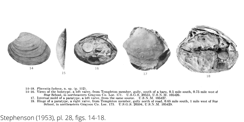 <i> Flaventia ludana </i> from the Cenomanian Woodbine Fm. of Texas (Stephenson 1953).