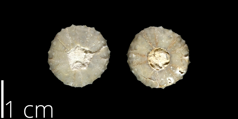 <i> Gauthieria parva </i> from the Late Cretaceous from the Austin Chalk of Bexar County, Texas (NPL 82983).