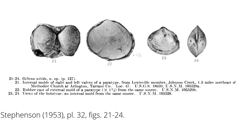 <i> Geltena nitida </i> from the Cenomanian Woodbine Fm. of Texas (Stephenson 1953).