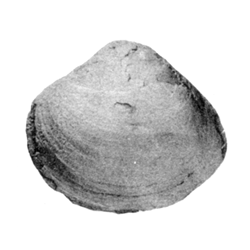 Geltena obesa