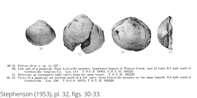 <i> Geltena obesa </i> from the Cenomanian Woodbine Fm. of Texas (Stephenson 1953).