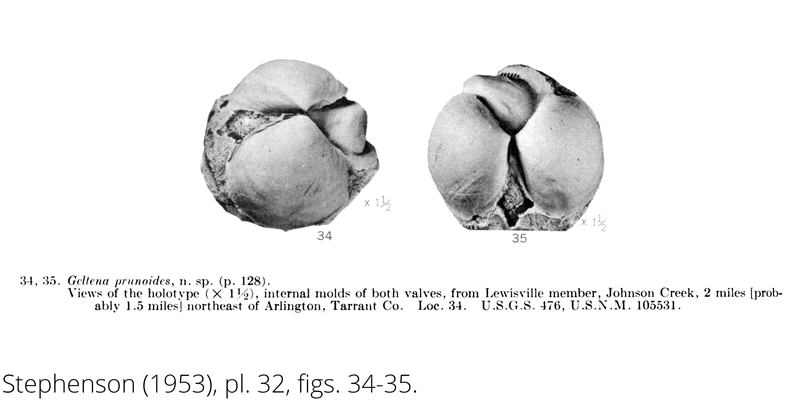 <i> Geltena prunoides </i> from the Cenomanian Woodbine Fm. of Texas (Stephenson 1953).