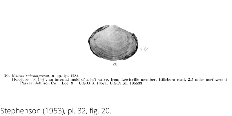 <i> Geltena subcompressa </i> from the Cenomanian Woodbine Fm. of Texas (Stephenson 1953).