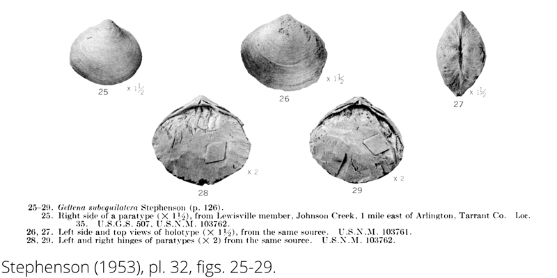 <i> Geltena subequilatera </i> from the Cenomanian Woodbine Fm. of Texas (Stephenson 1953). 