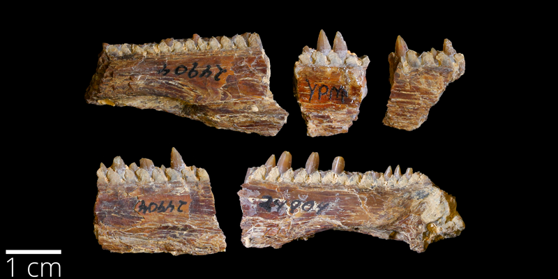 <i> Gillicus arcuatus </i> from the Late Cretaceous Niobrara Fm. of Graham County, Kansas (YPM VP 58768).