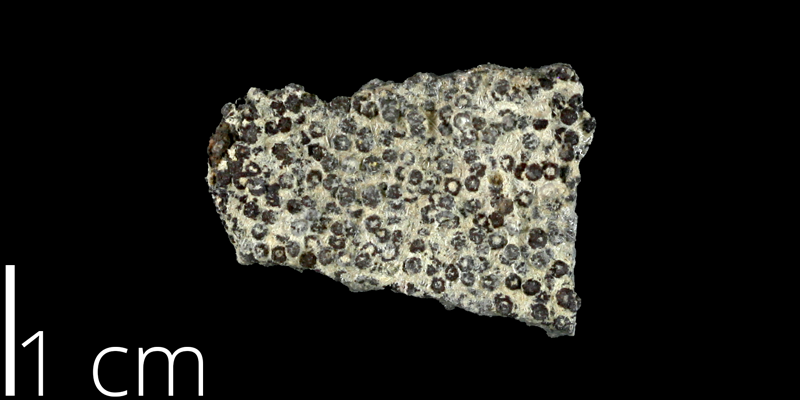 <i> Goniophorus scotti </i> from the Late Cretaceous Del Rio Fm. of McLennan County, Texas (NPL 83005).