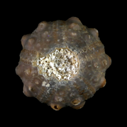 Goniophorus whitneyi