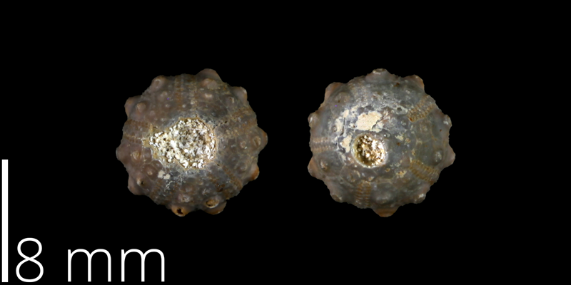 Holotype of <i> Goniophorus whitneyi </i> from the Late Cretaceous of Brewster County, Texas (UT 40566).