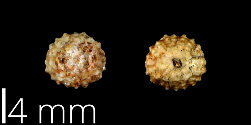 <i> Goniopygus budaensis </i> from the Late Cretaceous Buda Limestone Fm. of Travis County, Texas (UT 39026).