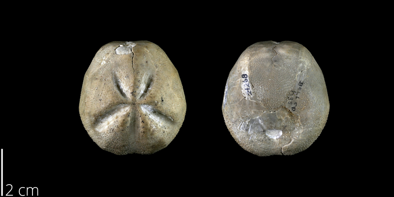 <i> Hemiaster calvini </i> from the Late Cretaceous Grayson Marl Fm. of Bell County, Texas (BEG 21268).