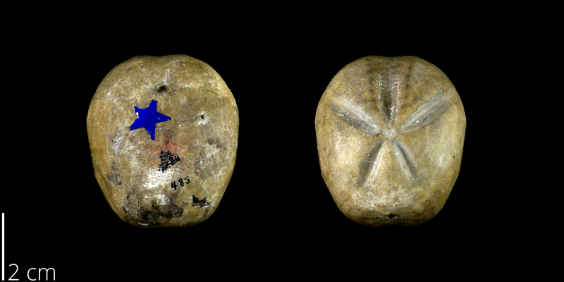 <i> Hemiaster calvini </i> from the Late Cretaceous Grayson Marl Fm. of Denton County, Texas (BEG 21487).