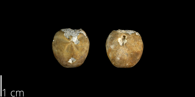 <i> Hemiaster calvini </i> from the Late Cretaceous Buda Limestone Fm. of Travis County, Texas (UT 14133).