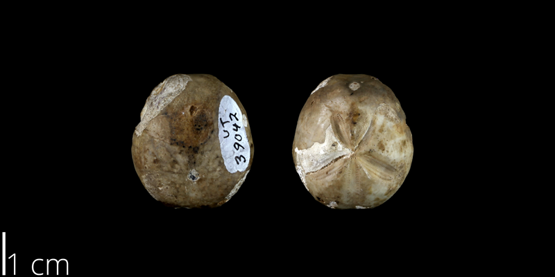 <i> Hemiaster calvini </i> from the Late Cretaceous Buda Limestone Fm. of Travis County, Texas (UT 39042).