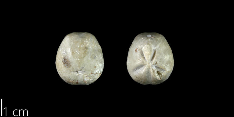 <i> Hemiaster cranium </i> from the Late Cretaceous Buda Limestone Fm. of Travis County, Texas (NPL 83010).