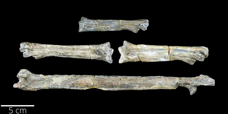 <i> Hesperornis chowi </i> from the Late Cretaceous Pierre Shale of Pennington County, South Dakota (YPM VP 017208).