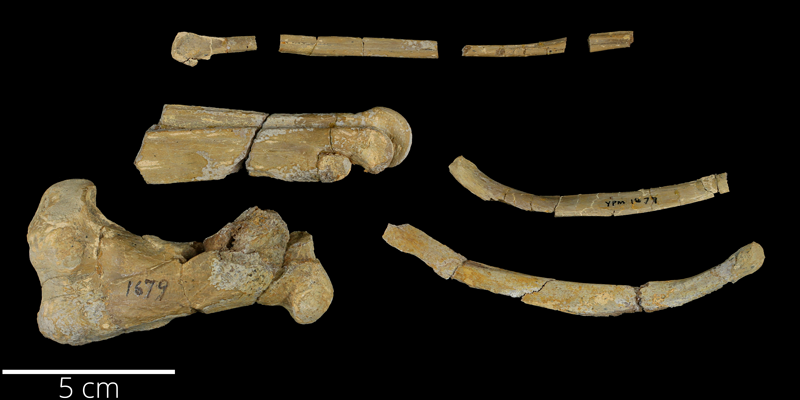 <i> Hesperornis gracilis </i> from the Late Cretaceous Niobrara Fm. of Ellis County, Kansas (YPM VP 001679).