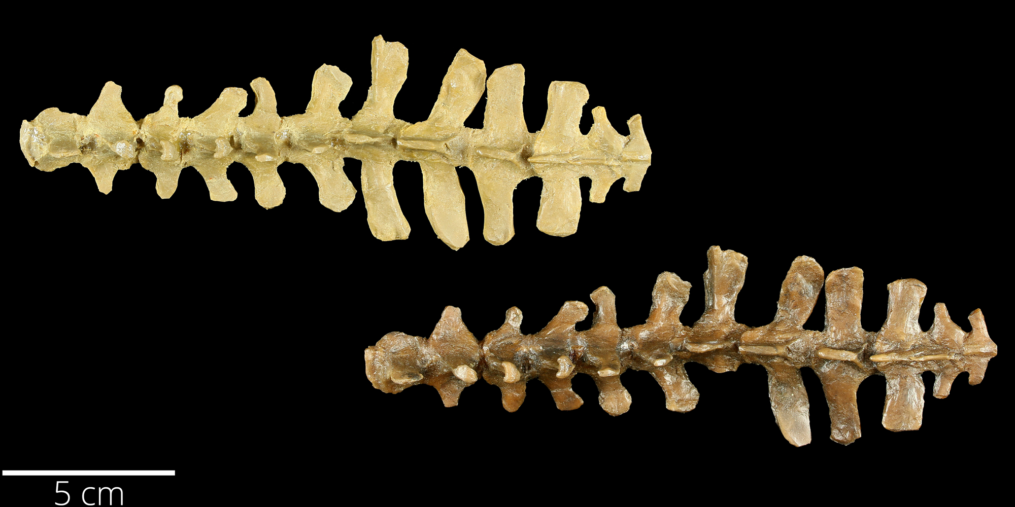 Cretaceous Atlas of Ancient Life | Hesperornis regalis