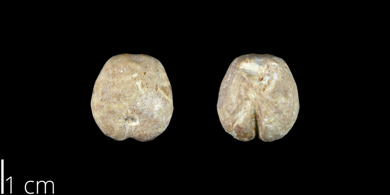 <i> Heteraster traski </i> from the Late Cretaceous Buda Limestone of Hays County, Texas (NPL 83015).