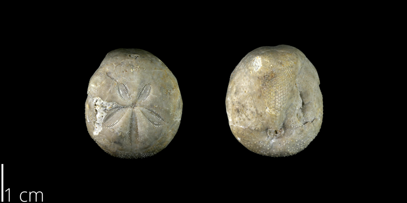 <i> Holanthus texanus </i> from the Late Cretaceous Neylandville Fm. of Travis County, Texas (NPL 70932).