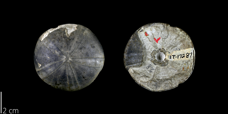 <i> Holectypus charltoni </i> from the Late Cretaceous Grayson Marl Fm. of Grayson County, Texas (UT 17287).