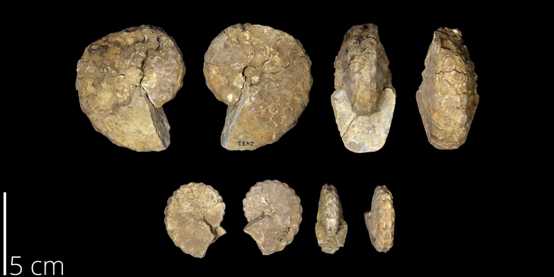 <i> Hystoceras puercoensis </i> from the Late Cretaceous Mancos Shale Fm. of New Mexico (UNM 2432).