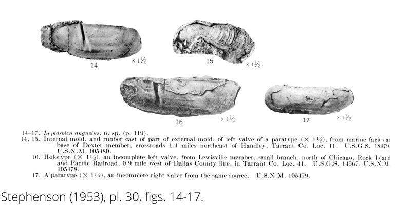 <i> Leptosolen angustus </i> from the Cenomanian Woodbine Fm. of Texas (Stephenson 1953).