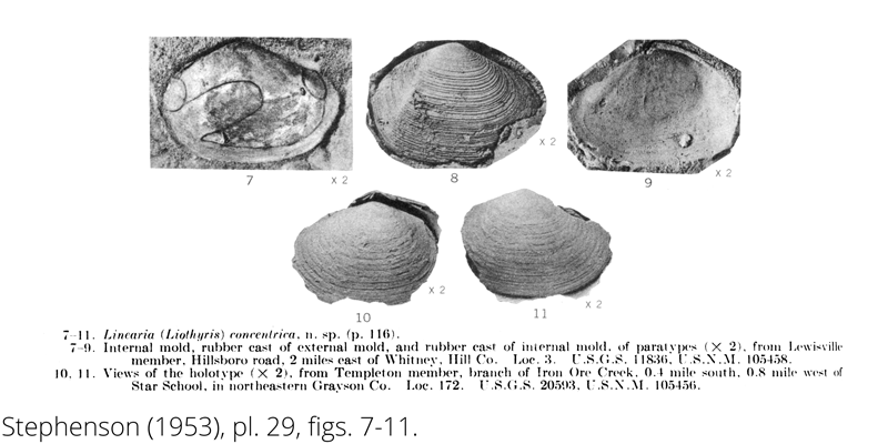 <i> Linearia concentrica </i> from the Cenomanian Woodbine Fm. of Texas (Stephenson 1953).