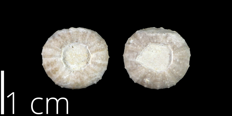 <i> Loriolia clarki </i> from the Late Cretaceous Buda Limestone of Travis County, Texas (NPL 83023).