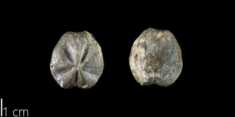 <i> Mecaster batnensis </i> from the Late Cretaceous Eagle Ford Fm. of Travis County, Texas (NPL 83026).