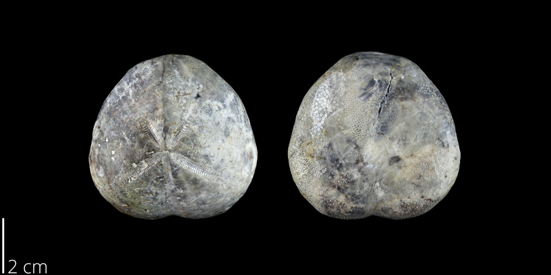 <i> Micraster uddeni </i> from the Late Cretaceous Austin Chalk of Williamson County, Texas (NPL 83027).