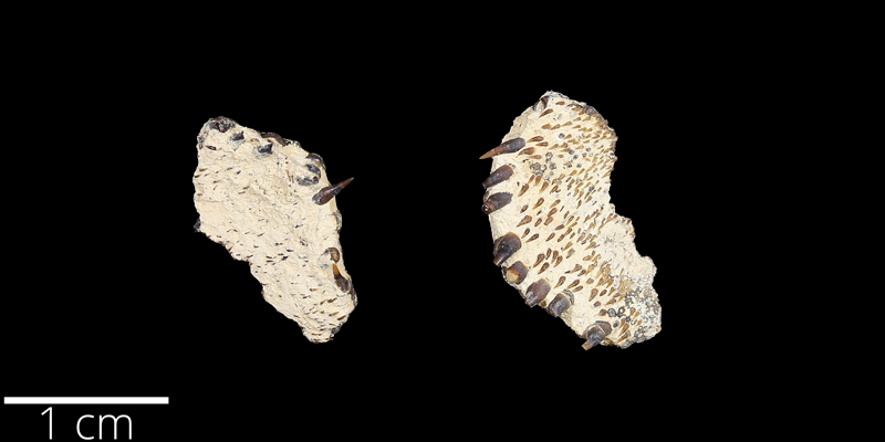 <i> Micropycnodon kansasensis </i> from the Late Cretaceous Niobrara Fm. of Trego County, Kansas (YPM VP 059854).