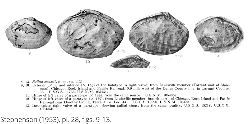 <i> Nelltia stenzeli </i> from the Cenomanian Woodbine Fm. of Texas (Stephenson 1953).