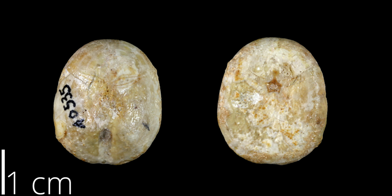 <i> Nucleolites wilderae </i> from the Late Cretaceous Dessau Fm. of Travis County, Texas (UT 40535).