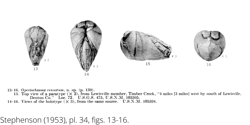 <i> Opertochasma venustum </i> from the Cenomanian Woodbine Fm. of Texas (Stephenson 1953).